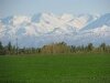 Kyrgyz Ala Too