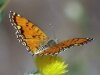 0016-butterflies