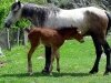 0023-horses