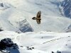 0028-eagles