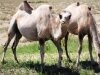 0094-camels