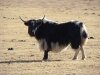 0012-yak
