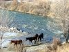 0121-horses-fording-the-river