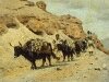 yaks