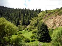 Forest-of-Juuka-gorge_200
