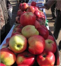 apples