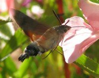 insect2