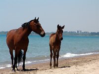 issyk-kul2