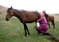 milking mare