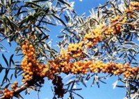 berries