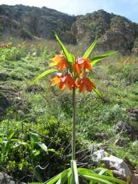 aigul flower