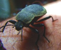 Beetle