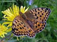 butterfly
