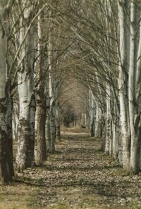 poplars 200
