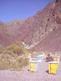 Bee hives in Tuu Ashu