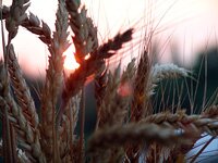 agriculture2