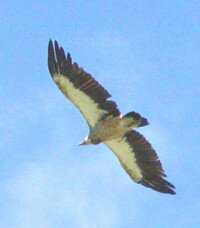 in flight