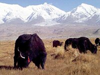 yaks