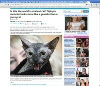 scary cat