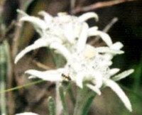 Edelweiss