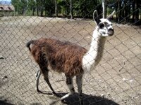 llama