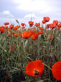 poppies
