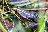 frog
