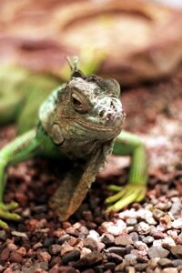 salamander
