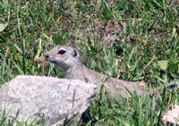 marmot