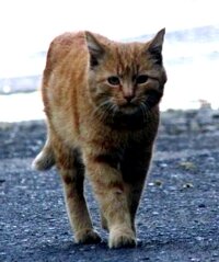 garfield