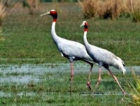 cranes 2