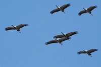 cranes flight