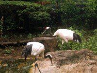 cranes