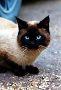 siamese 2