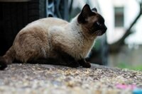 siamese
