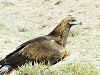 eagle