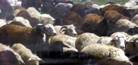 sheep