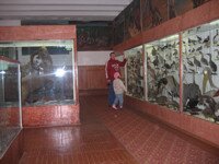 zoological museum1