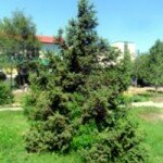 fir tree 1