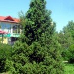 fir tree 2