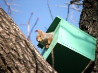 Squirrel checked into a birdhouse at the Silk Road Lodge
