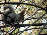 Squirrel in the trees ... it's actually a Red Squirrel even it appears to be grey