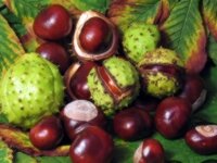 Conkers