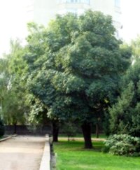 Tree in Gorky Park
