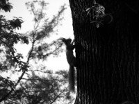 Lithe and expert climbers