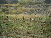 Workers in the field harvesting the potato crop