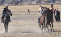 horse wrestling