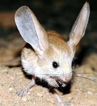 A Jerboa