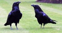 Ravens in the Tower of London ... 