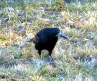 A raven in Gorky Park